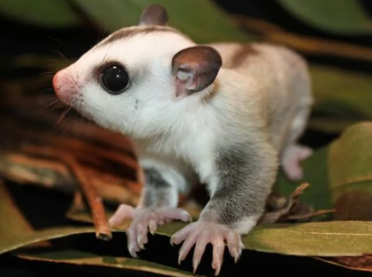 14. White Face and White Face Blonde Sugar Glider