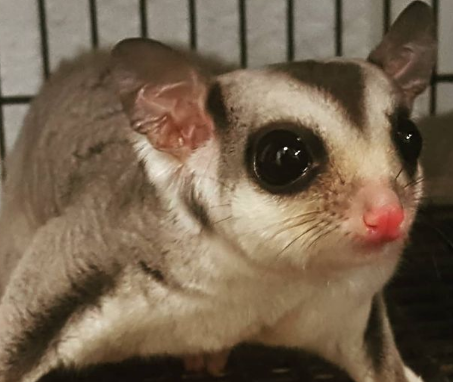 18. Caramel Sugar Glider