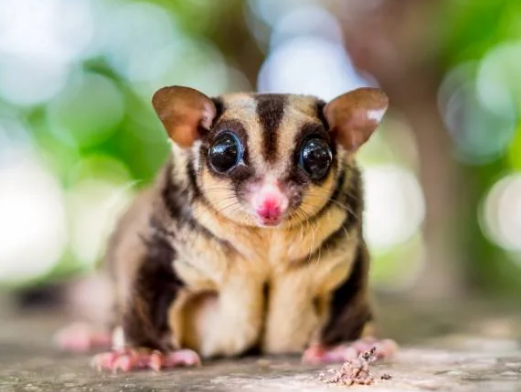 1. Black Beauty Sugar Glider